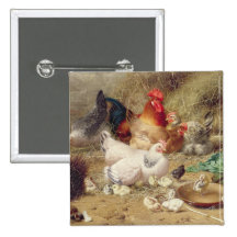 Hens roosting with their chickens buttons