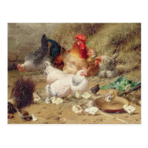 Hens roosting with their chickens postcards