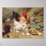 Hens roosting with their chickens posters