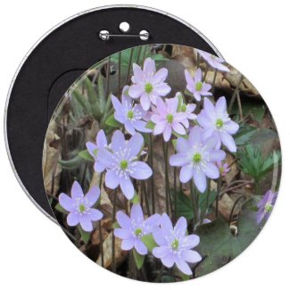 Hepatica Wildflower Plant 6 Inch Round Button