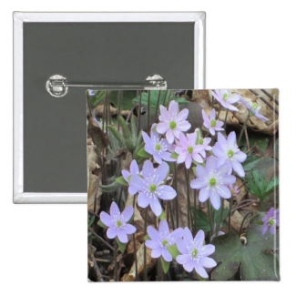 Hepatica Wildflower Plant