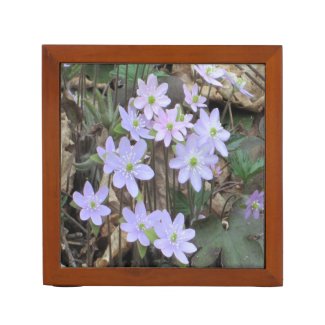 Hepatica Wildflower Plant Desk Organizer