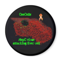 HepC virus attacking liver cell magnets by ydnicbert HepC virus attacking liver cell magnets