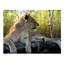Her Majesty: The Lioness  Postcard postcards