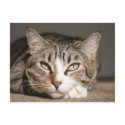 Her name is Asia postcards by 3kitty Her name is Asia postcards