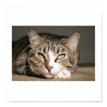 Her name is Asia posters by 3kitty Her name is Asia posters