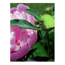 Her Peony Post Card