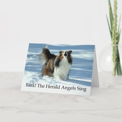 Herald Sheltie Card