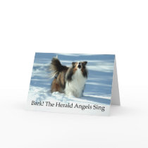 Herald Sheltie cards