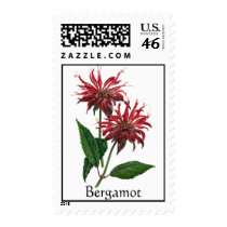 Herb Garden Series - Bergamot postage