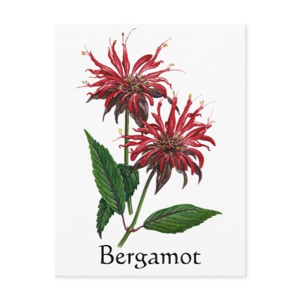 Herb Garden Series - Bergamot postcard