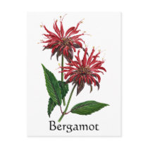 Herb Garden Series - Bergamot postcards