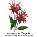Herb Garden Series - Bergamot t-shirts by Spice Herb Garden Series - Bergamot t-shirts