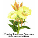 Herb Garden Series - Evening Primrose t-shirts