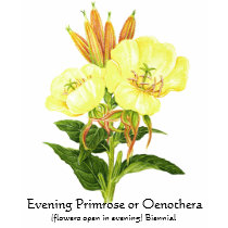 Herb Garden Series - Evening Primrose t-shirts by Spice Herb Garden Series - Evening Primrose t-shirts
