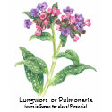 Herb Garden Series - Lungwort t-shirts by Spice Herb Garden Series - Lungwort t-shirts
