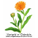 Herb Garden Series - Marigold t-shirts