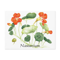 Herb Garden Series - Nasturtium postcards