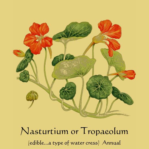 Herb Garden Series - Nasturtium shirt