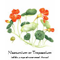 Herb Garden Series - Nasturtium t-shirts
