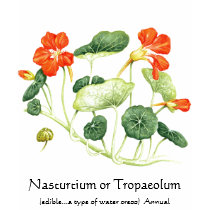 Herb Garden Series - Nasturtium t-shirts