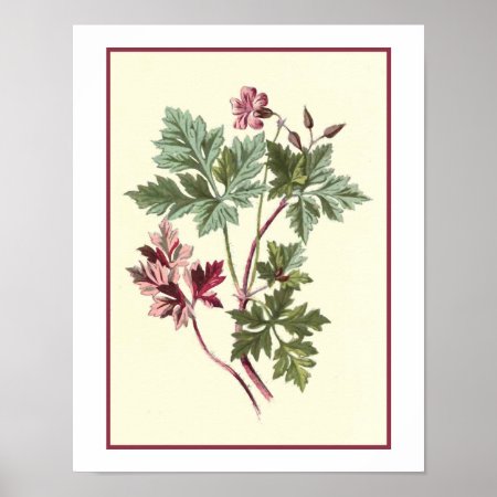 "Herb Robert" Botanical Illustration Posters