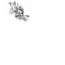 Herbarium shirt