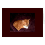 Herbie the Orange Marmalade Cat cards