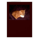 Herbie the Orange Marmalade Cat cards