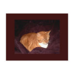 Herbie the Orange Marmalade Cat postcards