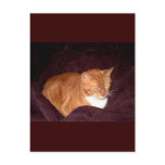 Herbie the Orange Marmalade Cat postcards
