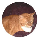 Herbie the Orange Marmalade Cat stickers