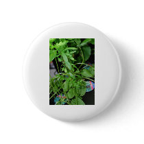 Herbs buttons by amjon1 Herbs buttons