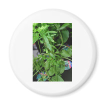 Herbs magnets by amjon1 Herbs magnets