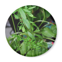 Herbs magnets by amjon1 Herbs magnets