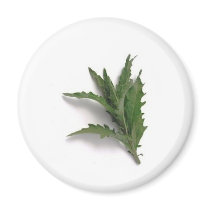 Herbs n spices magnets by Kolnza_Healing Herbs n spices magnets