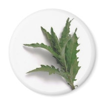 Herbs n spices magnets by Kolnza_Healing Herbs n spices magnets