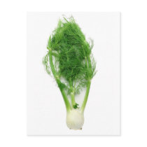 Herbs n spices postcards