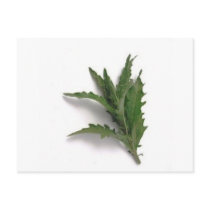Herbs n spices postcards