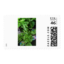 Herbs postage