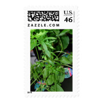 Herbs postage