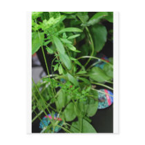 Herbs postcards