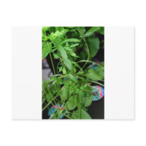Herbs postcards