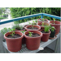 Herbs Spices Peppers Home Garden photo sculptures