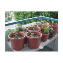 Herbs Spices Peppers Home Garden postcards
