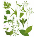 Herbs t-shirts by HomegrownLove Herbs t-shirts