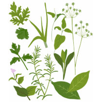 Herbs t-shirts