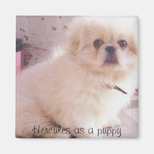Hercules as a puppy refrigerator magnet