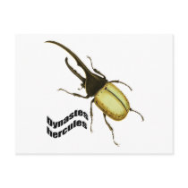 Hercules Beetle Post Card
