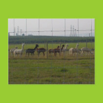 Herd of alpacas postcard